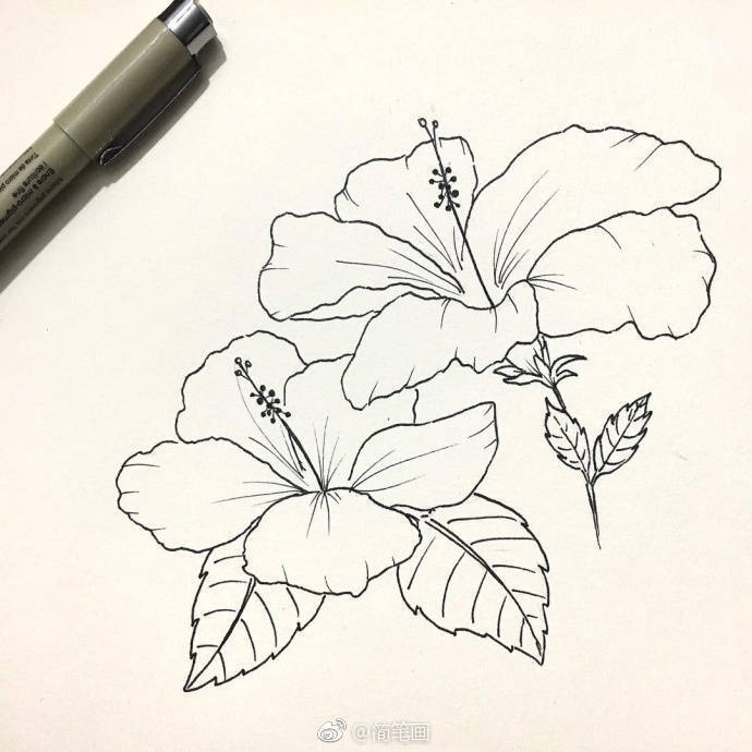 花线描