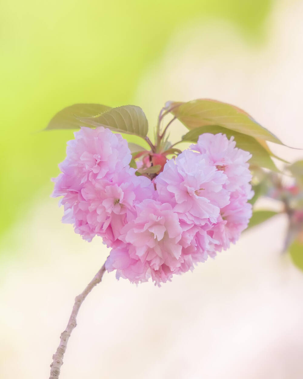 八重桜 八重樱