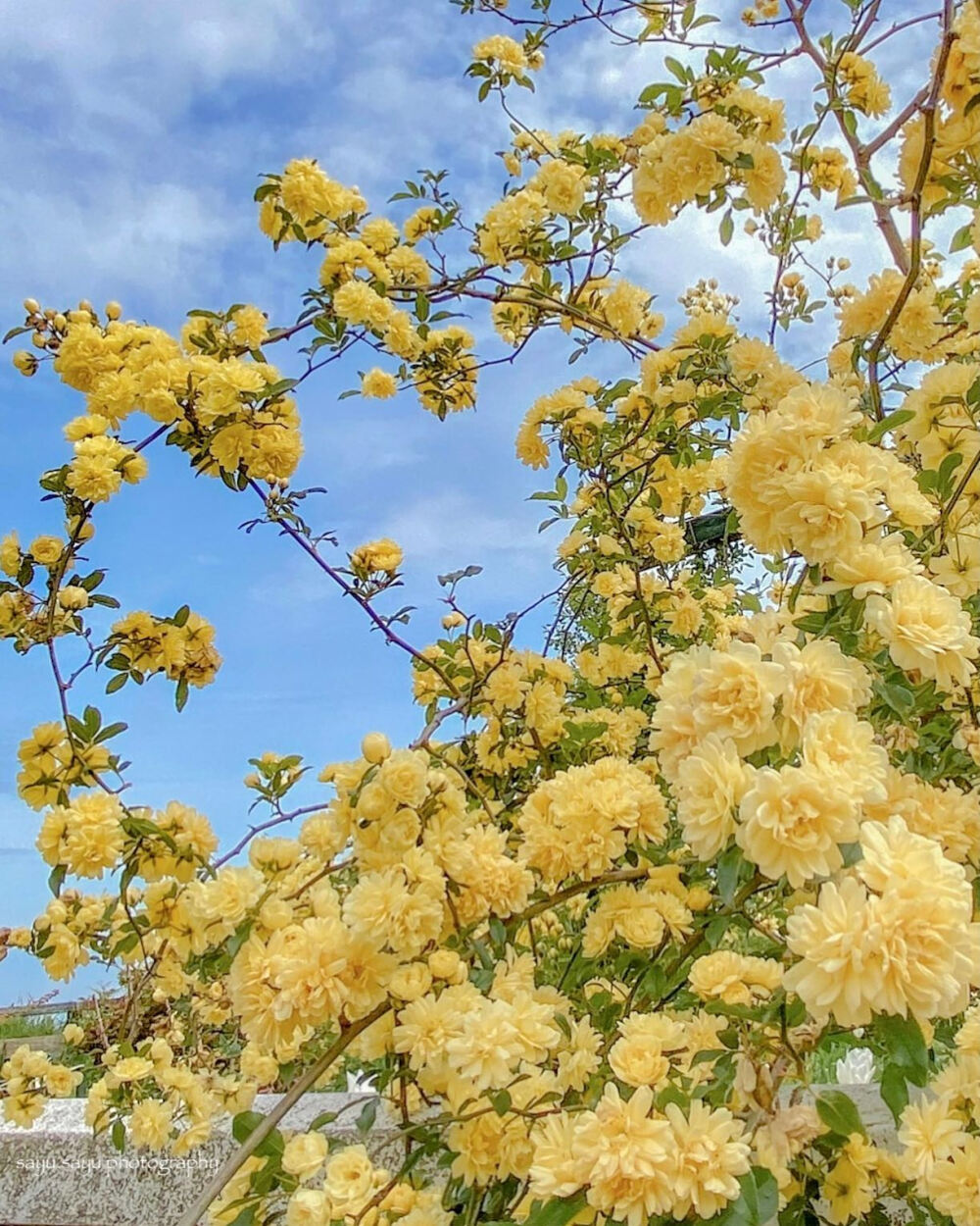 木香薔薇 Banksia rose 黄木香 月季