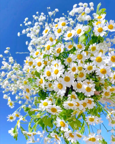 小雏菊 daisies daisy