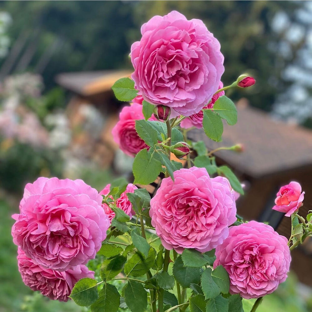 肯特公主(亚历山德拉公主)Princess Alexandra of Kent 英国大卫奥斯汀(David Austin)育出 roses englishroses davidaustinroses