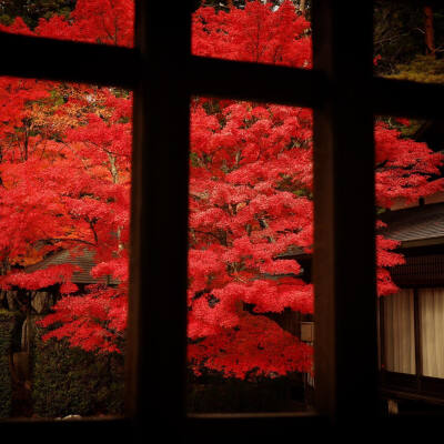 日本 和歌山県 高野山 金剛峯寺 通常は非公開の奥殿 格子より見た新書院の紅葉 