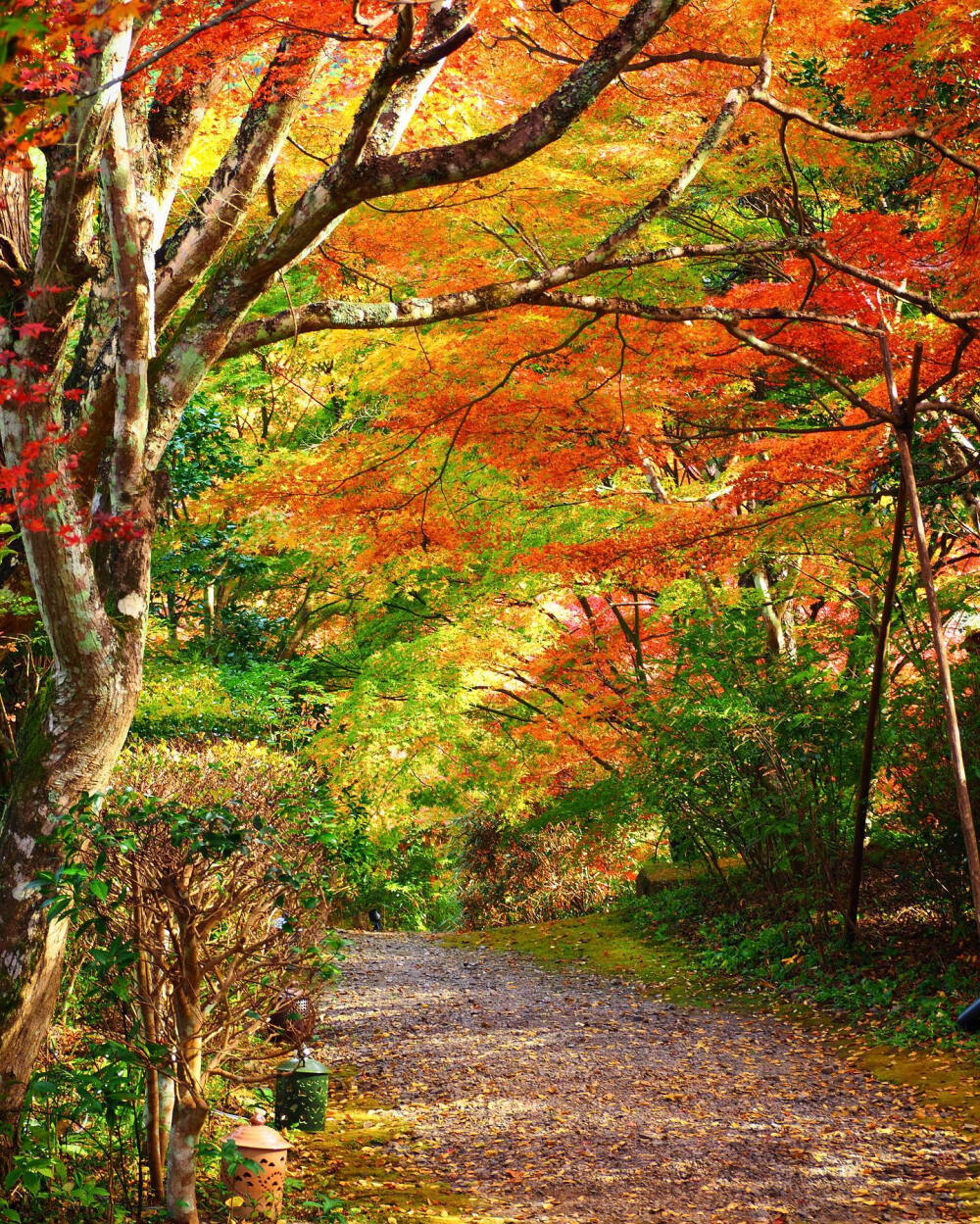 日本 京都 亀岡 神蔵寺 紅葉 