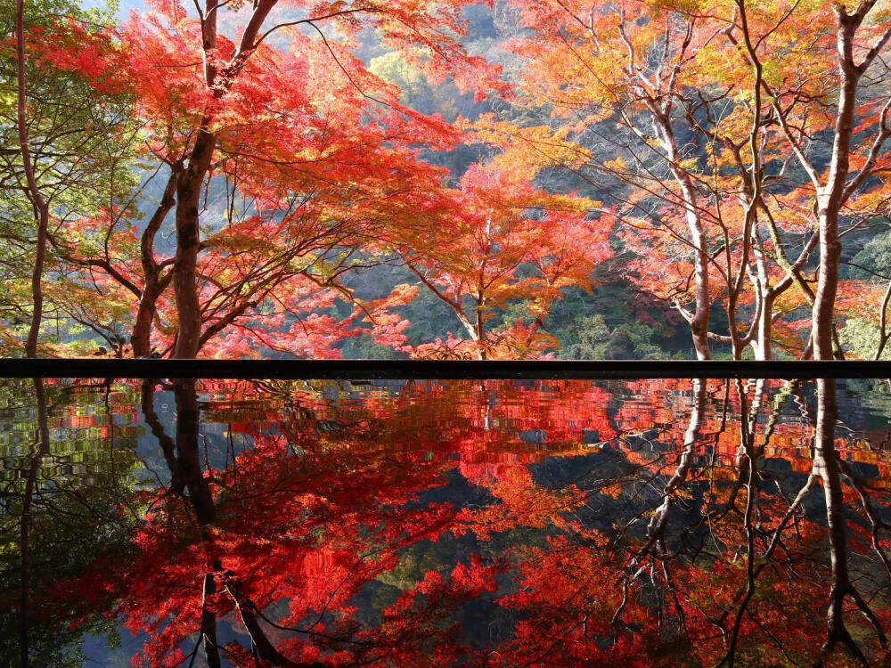 日本 京都 嵐山 祐斎亭 紅葉