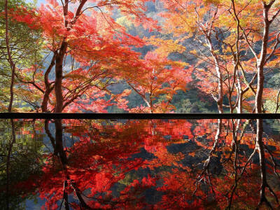 日本 京都 嵐山 祐斎亭 紅葉