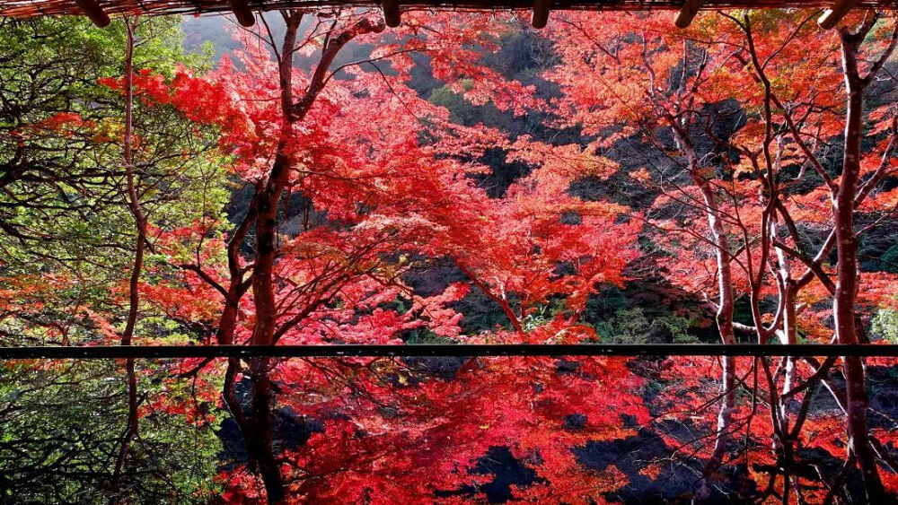 日本 京都 嵐山 祐斎亭 紅葉