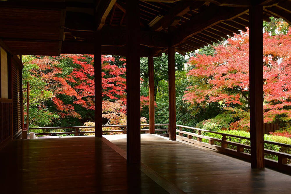 日本 京都 隨心院門跡 紅葉 