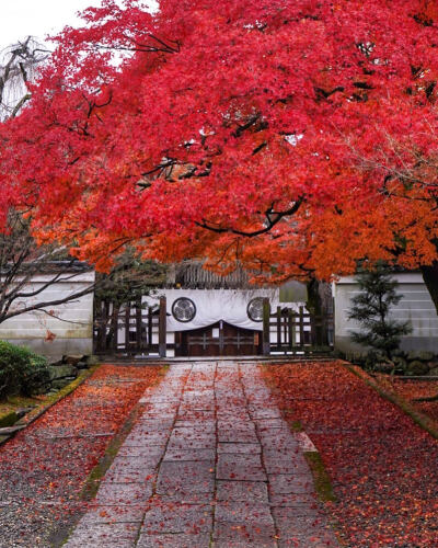 日本 京都 養(yǎng)源院 Yogenin temple 紅葉 