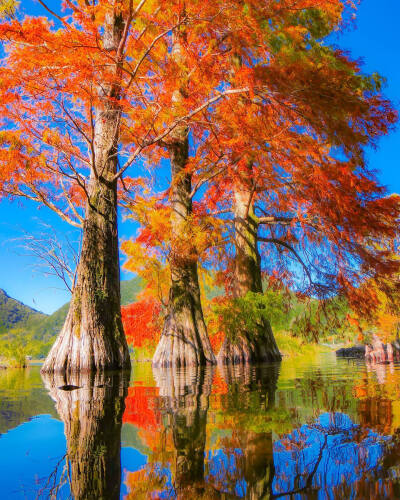 日本 鹿児島県 薩摩川内 市藺牟田池県立自然公園 紅葉