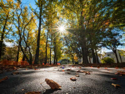 日本 岐阜県 岐阜市 太陽 光芒 落ち葉紅葉