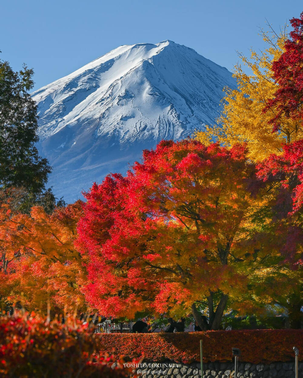 日本 山梨県 富士山 河口湖 紅葉 