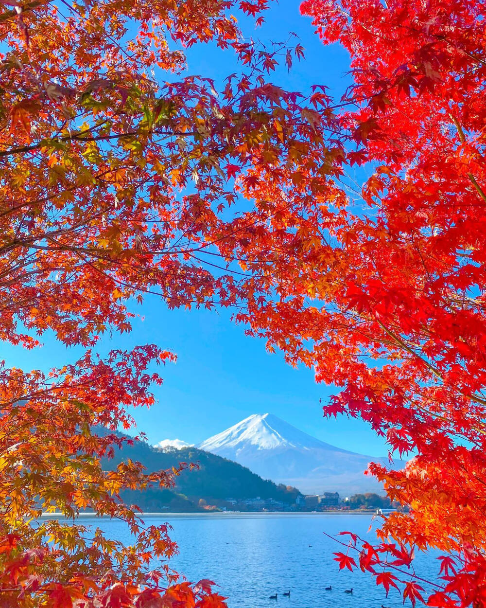 日本 山梨県 富士山 河口湖 紅葉 