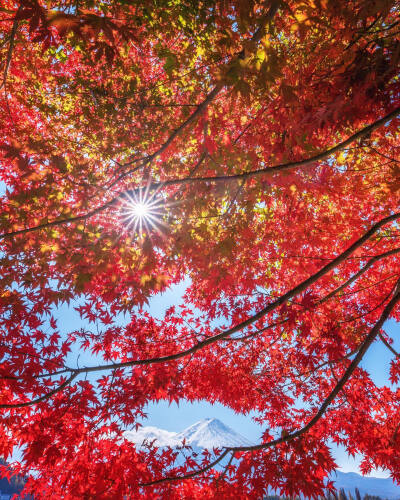 日本 山梨県 富士山 河口湖 紅葉 