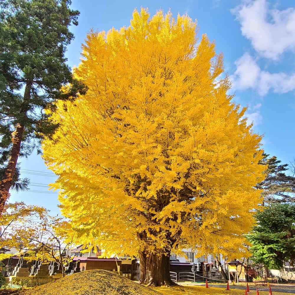 日本 山形県 専称寺 雪降り銀杏 御神木 市指定天然記念物 黄葉 银杏 