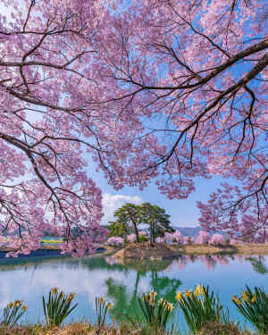 日本 長野県 伊那市 六道の堤 桜 樱 