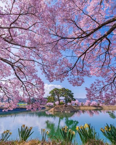 日本 長野県 伊那市 六道の堤 桜 樱 