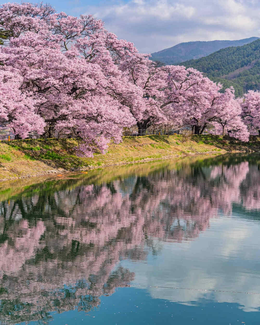 日本 長野県 伊那市 六道の堤 桜 樱 