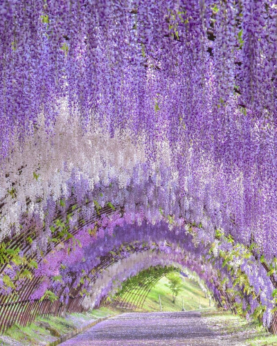 日本 福岡県 北九州 河内藤園 Wisteria Tunnel 紫藤 