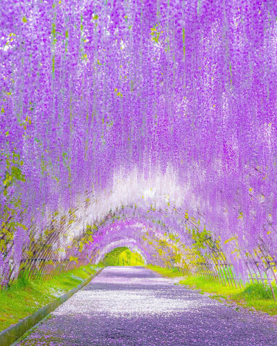 日本 福岡県 北九州 河内藤園 Wisteria Tunnel 紫藤 