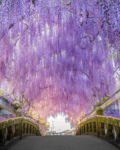 日本 福岡県 柳川市 中山熊野神社 中山の大藤 藤のトンネル 紫藤 