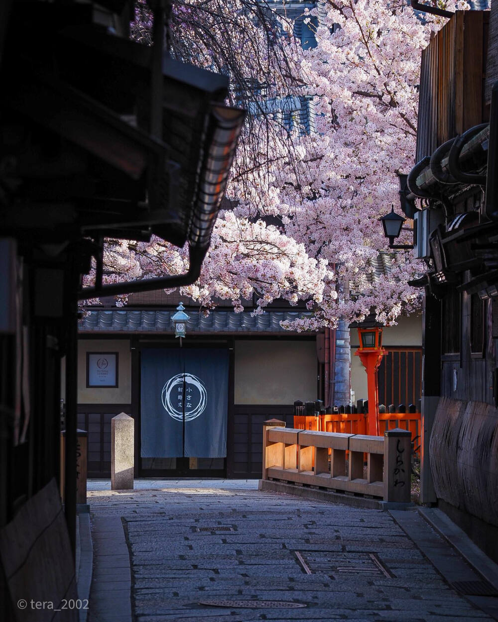 日本 京都 祇園白川の桜 巽橋 樱