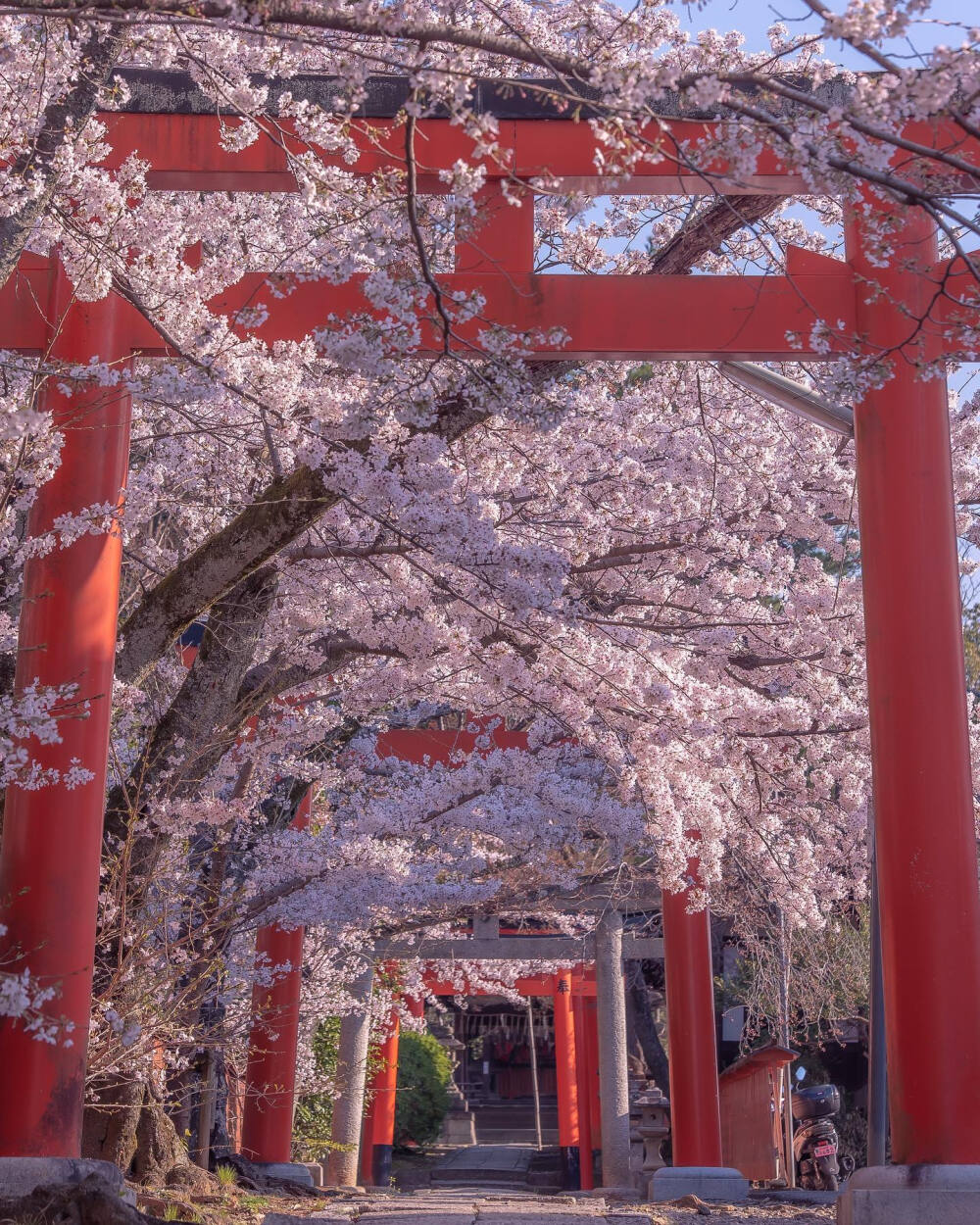 日本 京都 竹中稲荷神社 爽やかな春の朝 桜 樱花 