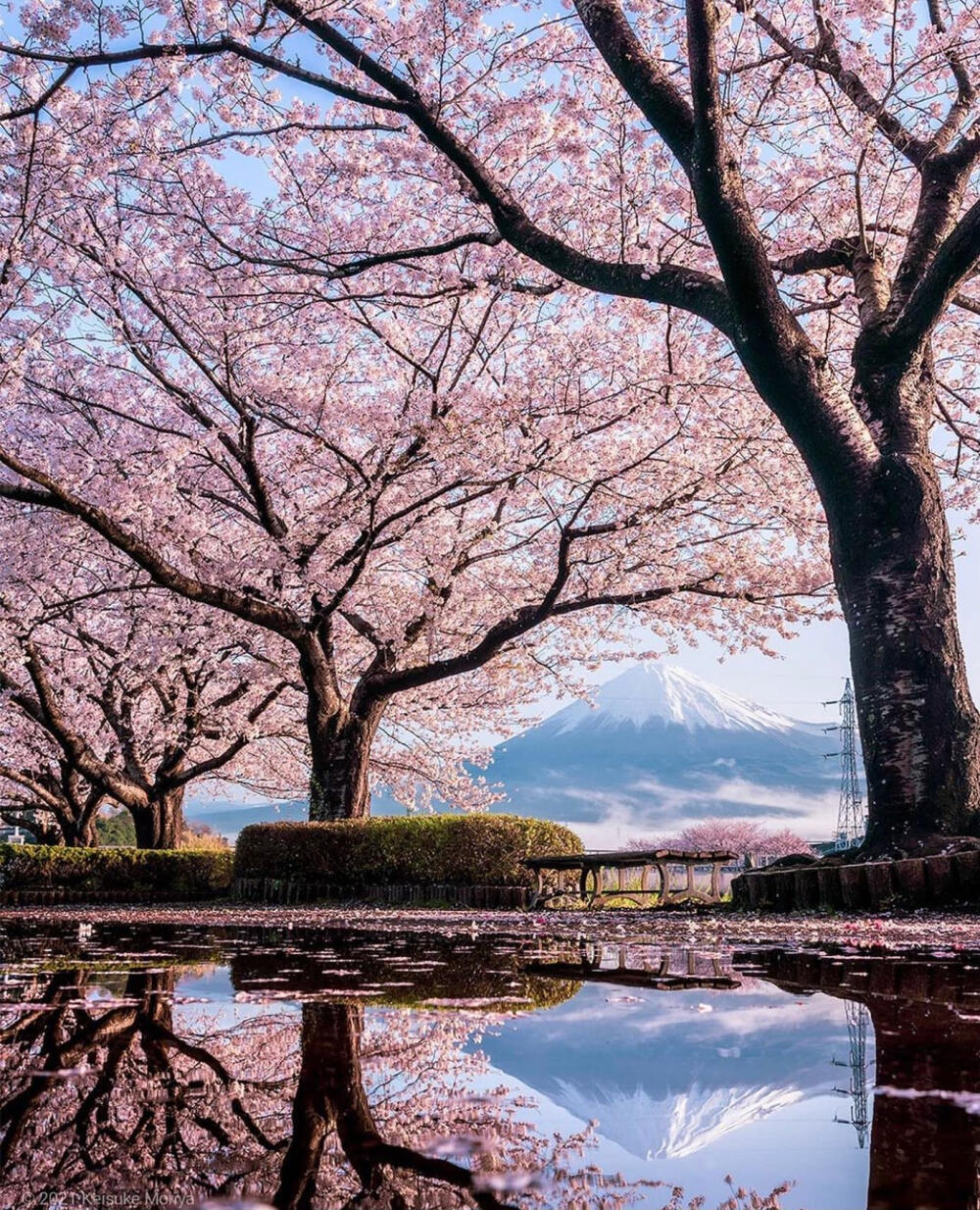 日本 静岡県 富士市 富士山 桜 樱花 