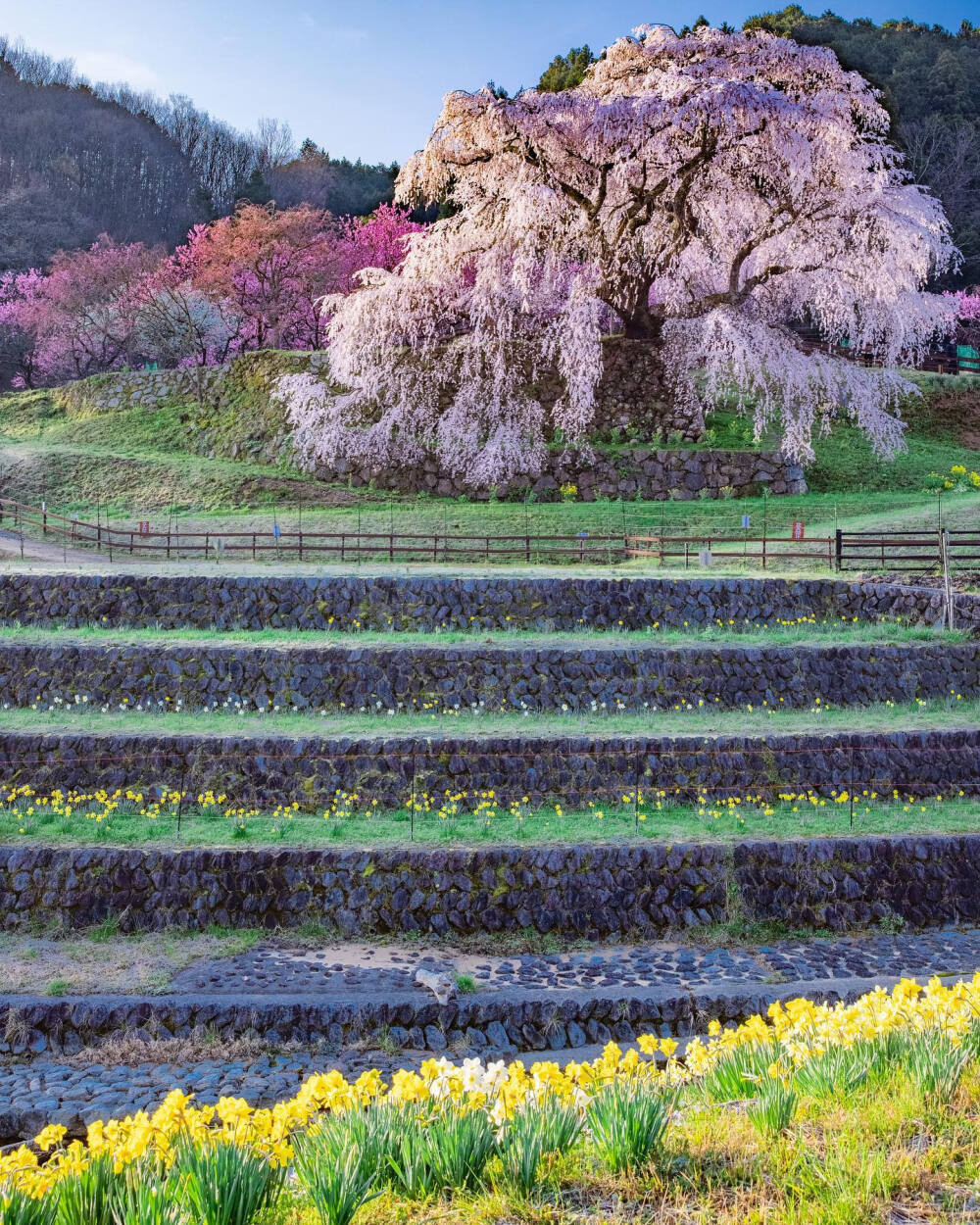 日本 奈良県 又兵衛桜 樱 