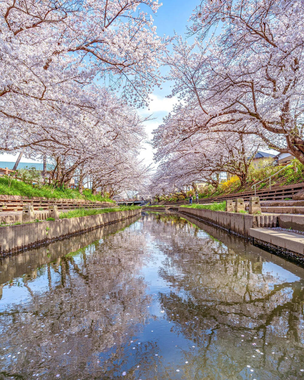 日本 埼玉県 元荒川の桜並木 樱 