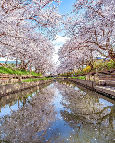 日本 埼玉県 元荒川の桜並木 樱 