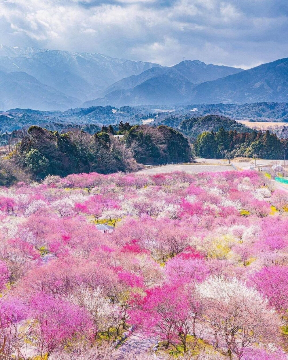 日本 三重県 いなべ市 cherry blossoms 桜 樱 