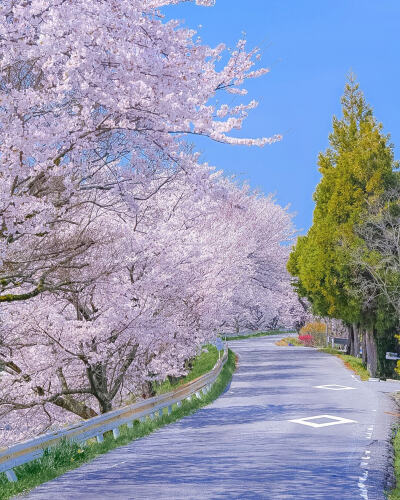 日本 滋賀県 彦根市 芹川沿いの桜並木道 