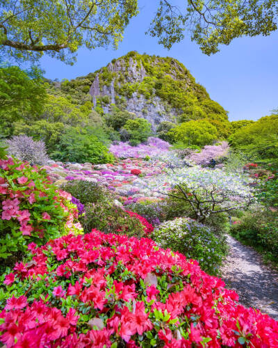 日本 佐賀県 御船山楽園 Mifune-yama garden 庭園の春 杜鹃花