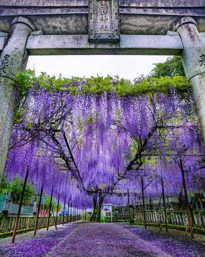 日本 佐賀県 佐世保市 藤山神社 紫藤 