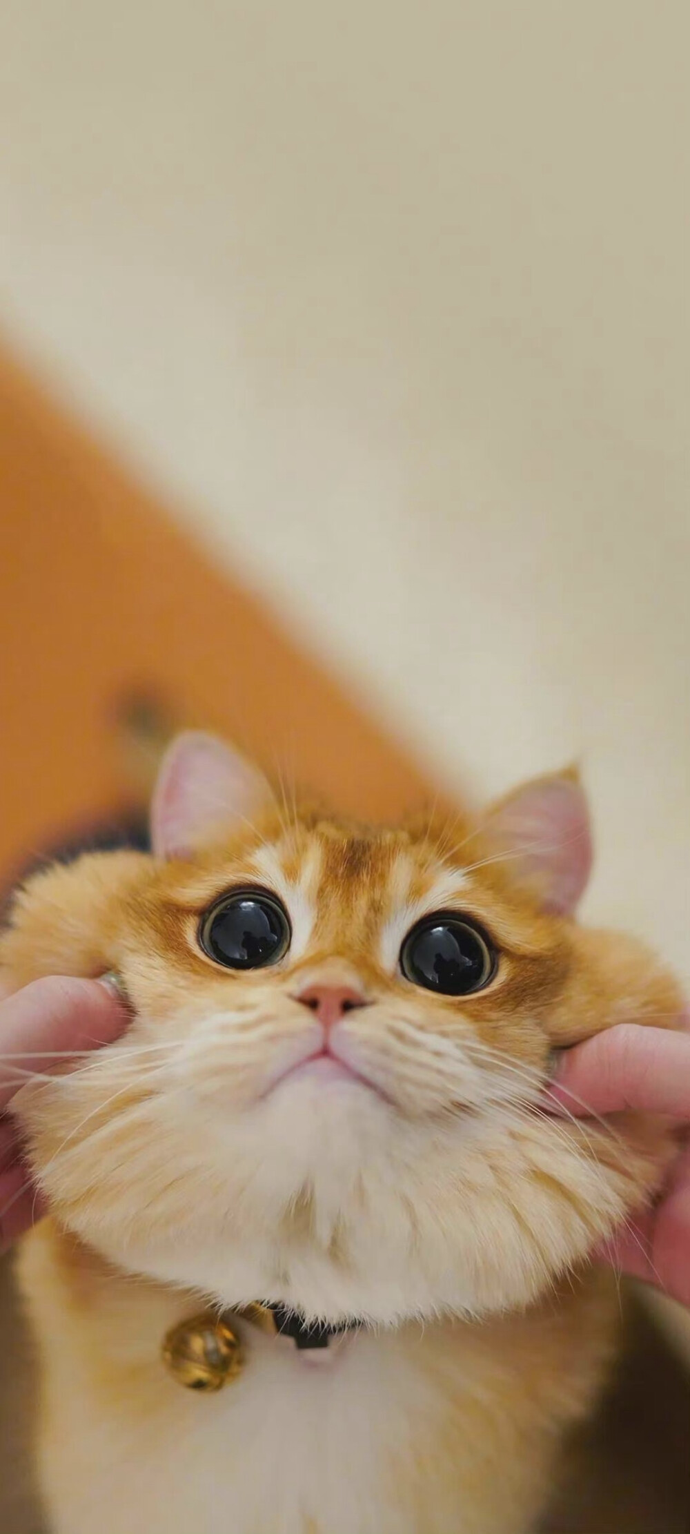 萌宠