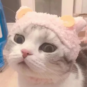 可爱猫咪头像 堆糖 美图壁纸兴趣社区