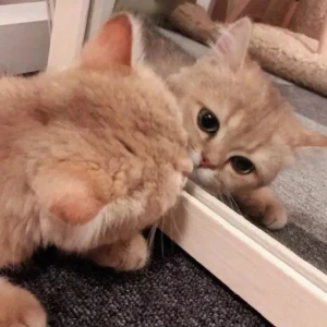 可爱猫咪头像 堆糖 美图壁纸兴趣社区