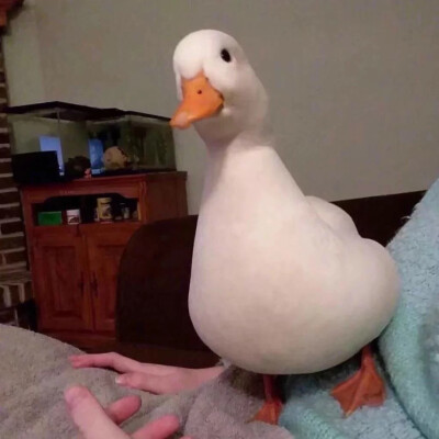 duck