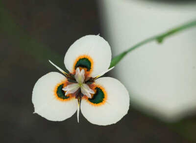 柔毛肖鸢尾Moraea villosa