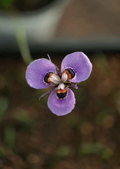 柔毛肖鸢尾Moraea villosa