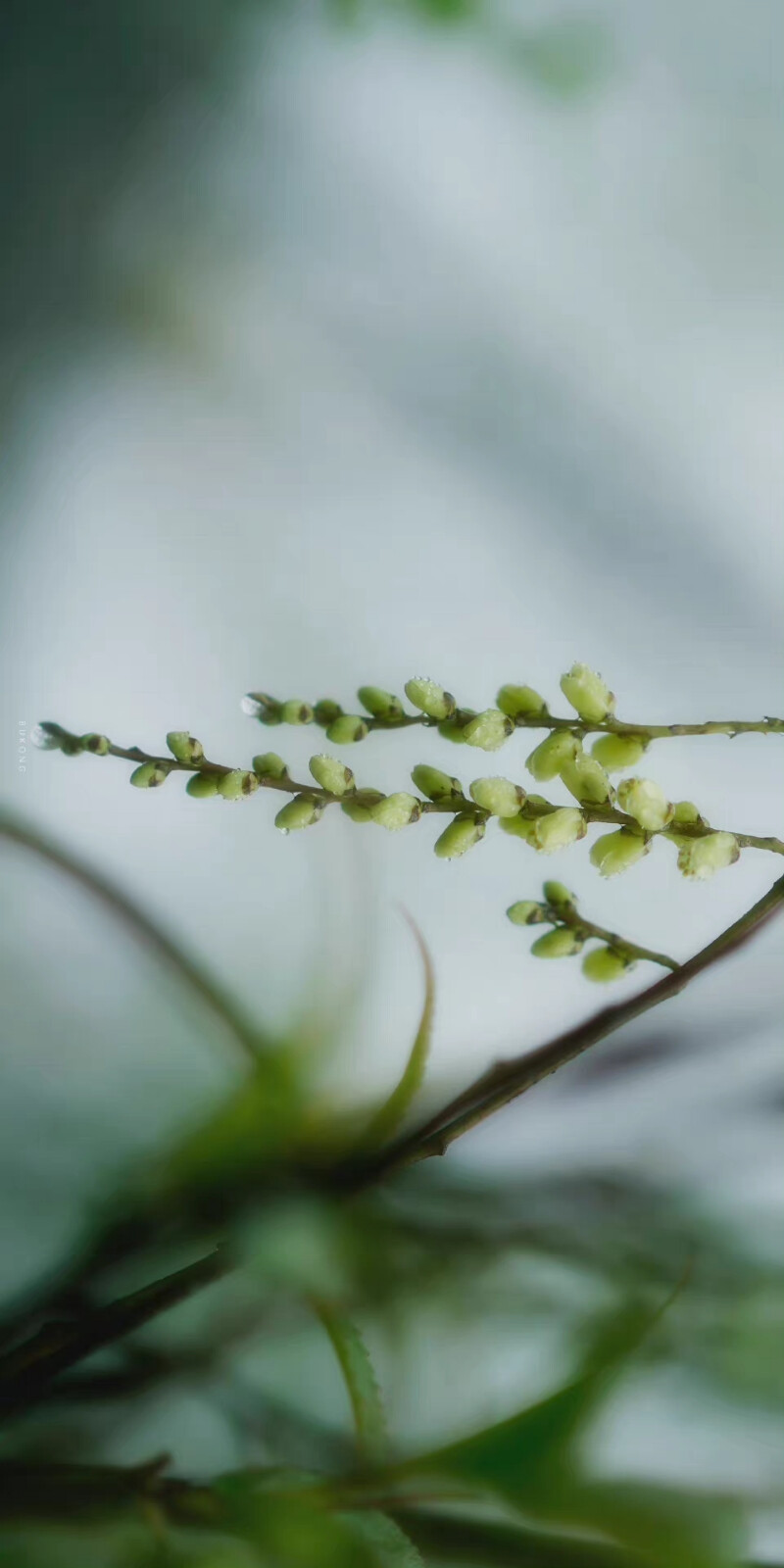 青箬笠，绿蓑衣，斜风细雨不须归。 ​​​