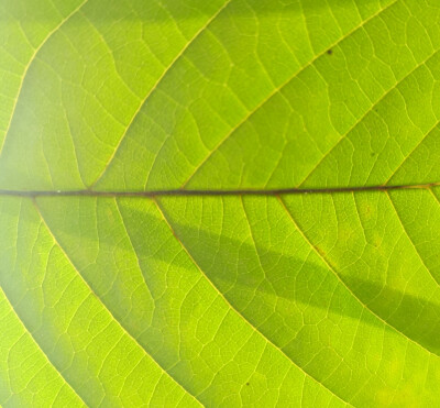 leaves