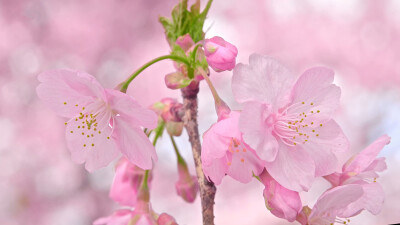 日本 群馬県 伊勢崎 河津桜の丘 河津櫻 粉