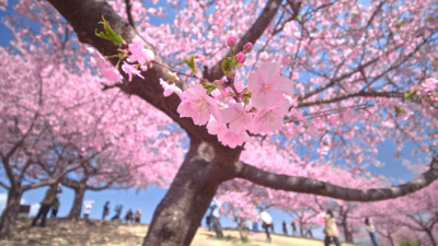 日本 群馬県 伊勢崎 河津桜の丘 河津櫻 粉