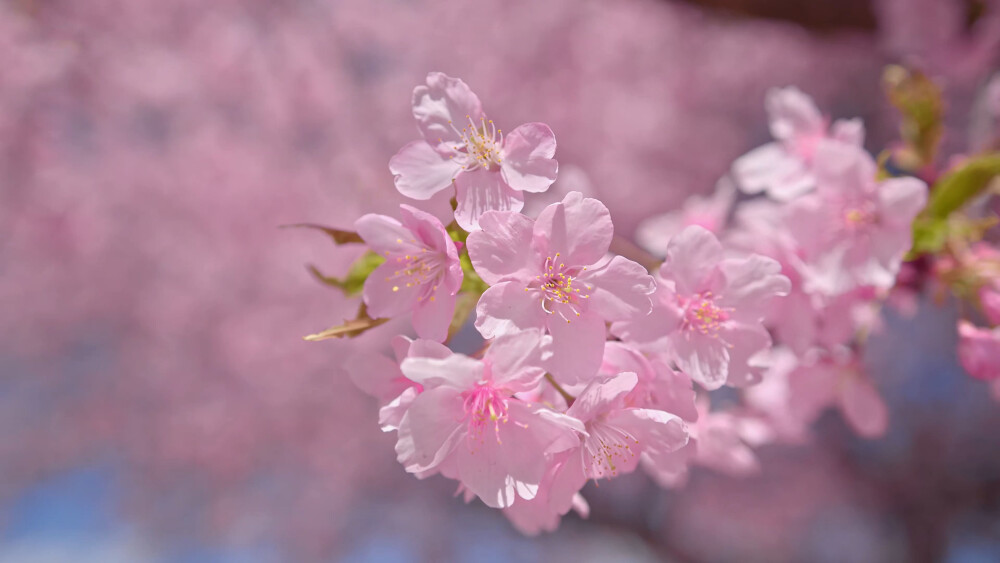 日本 群馬県 伊勢崎 河津桜の丘 河津樱 粉