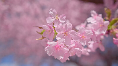 日本 群馬県 伊勢崎 河津桜の丘 河津櫻 粉