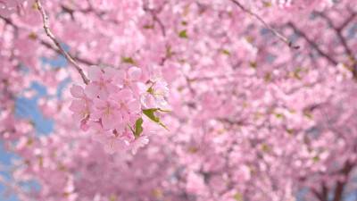 日本 群馬県 伊勢崎 河津桜の丘 河津櫻 粉