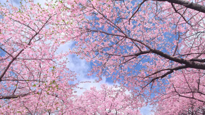 日本 群馬県 伊勢崎 河津桜の丘 河津櫻 粉