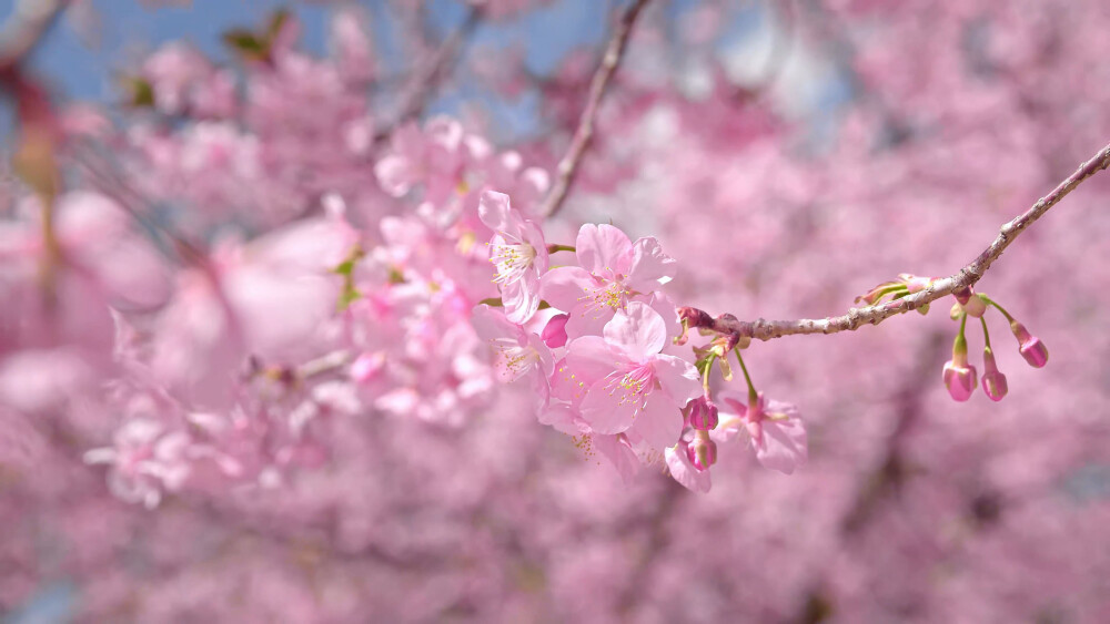 日本 群馬県 伊勢崎 河津桜の丘 河津樱 粉