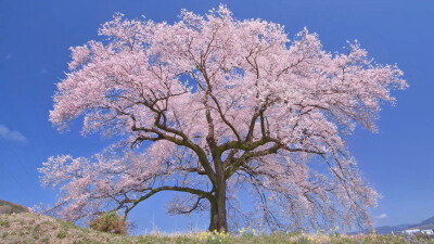 日本 山梨県 韮崎市 王仁塚の桜 わに塚の桜 八ヶ岳連峰を背景に咲き誇る優美な一本桜 推定樹齢約330年、幹周り3.6メートル、樹高17メートル